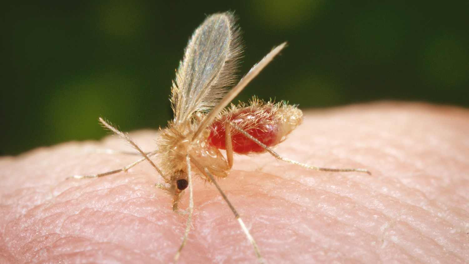 https://assets.adac.de/image/upload/ar_16%3A9%2Cc_fill%2Cf_auto%2Cg_auto%2Cq_auto%3Aeco%2Cw_1500/v1/ADAC-eV/KOR/Bilder/MedProduktions/sandmuecke-2508_gndt2t.jpeg