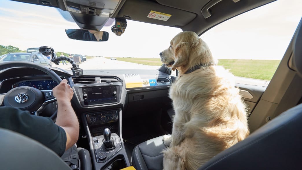Ein Hund fährt im Auto auf dem Beifahrersitz mit ungesichert