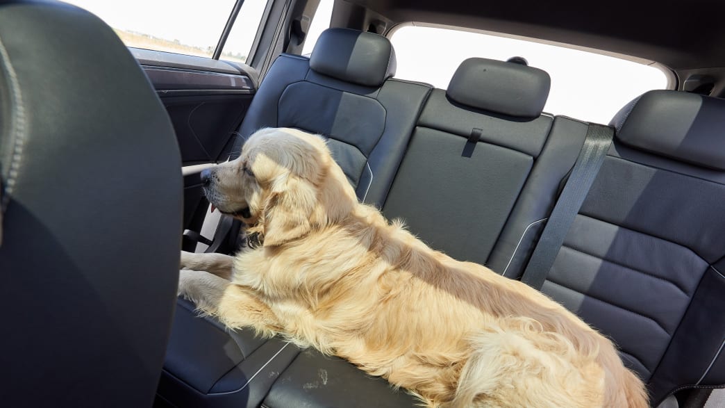 Alle Hund auf beifahrersitz auf einen Blick