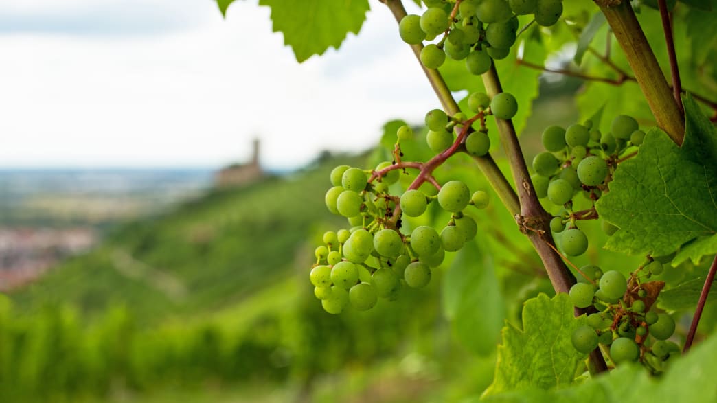 Nahaufnahme von grünen Weintrauben an einem Weinstock