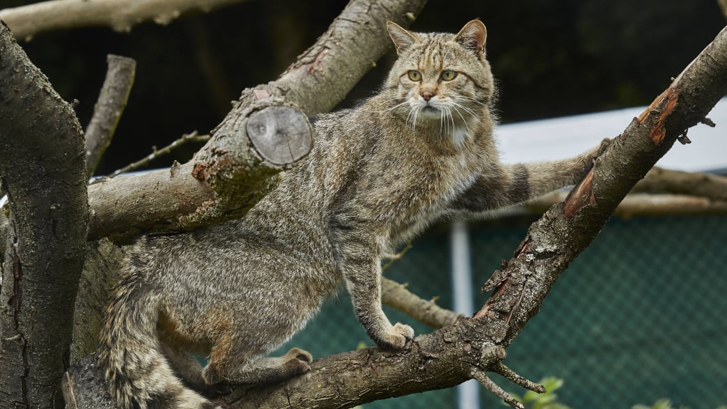 Eine Wildkatze sitz in einem Baum