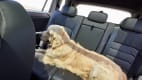 Ein Hund fährt im Auto auf der Rückbank mit ungesichert