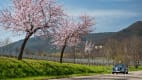 Die Mandelblüte im Frühling an der Deutschen Weinstrasse