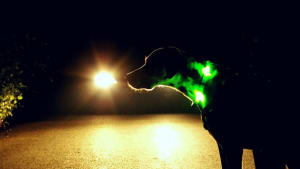 Hund mit Leuchthalsband im Dunkeln