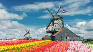 Windmühlen udn Tulpenfeld in den Niederlanden