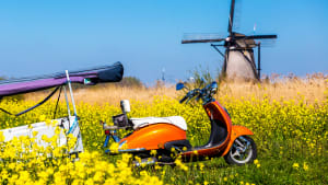 Ein Moped steht in Holland in einer Blumenwiese vor eine Mühle