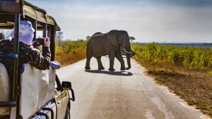 Ein Elefant steht auf einer Strasse im im Krüger Nationalpark vor einem Safari-Jeep