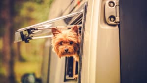 Ein kleiner Hund schaut aus einem Wohnmobil-Fenster