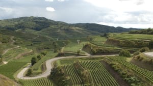 Blick über die Landschaft mit Weinbergen am Kaiserstuhl