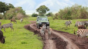 Ein Jeep fährt über eine unbefestigte Strasse in der Steppe, vor und neben dem Auto laufen und grasen Zebras.