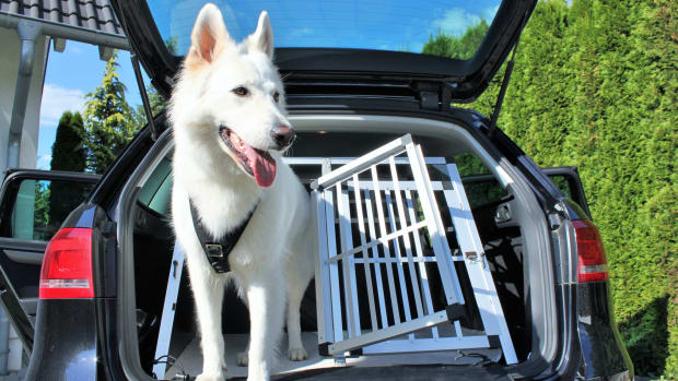 Ein Hund wird im Auto transportiert