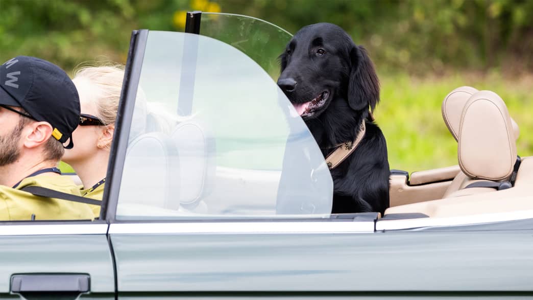 Auch dem besten Freund des Menschen gefällt die ADAC Mittelrhein-Classic. Ein Hund lässt sich im Oldtimer chauffieren.