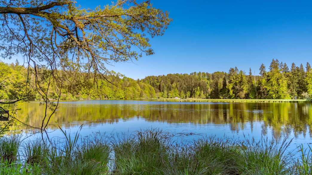 Hackensee bei Holzkirchen: Kleiner, mooriger Waldsee mit türkisfarbenem Wasser