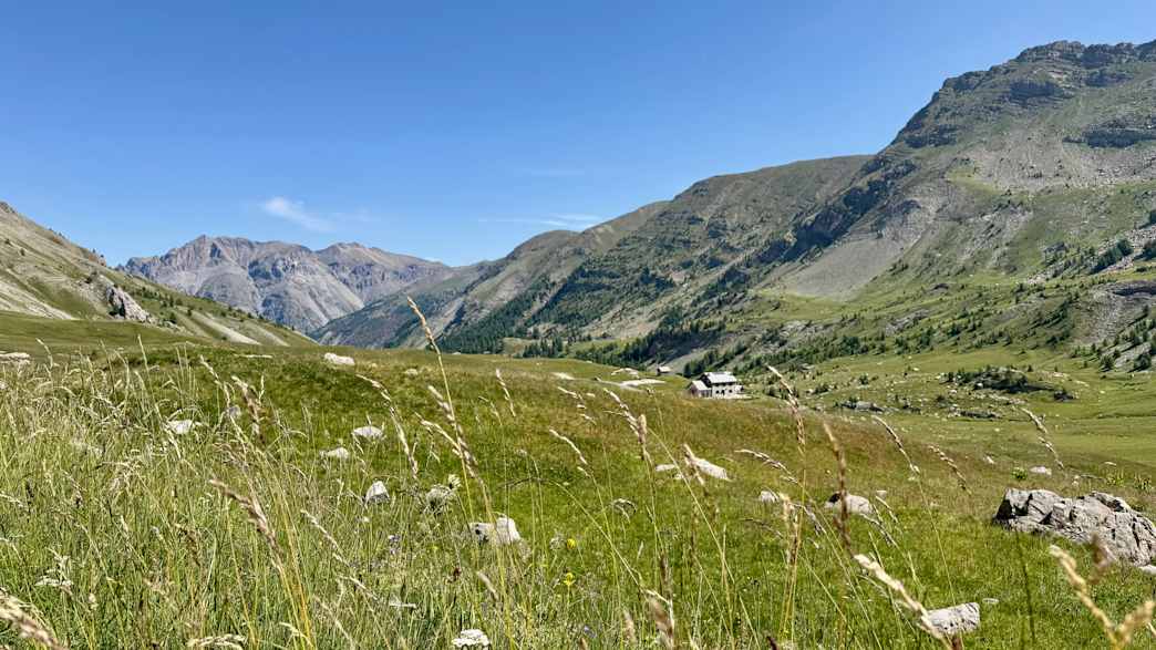 Bergwiese am Col de la Cayolle