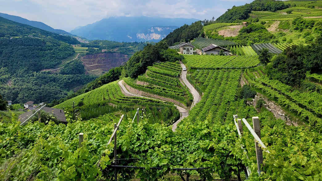 Aussicht auf Weinberge bei Giovo