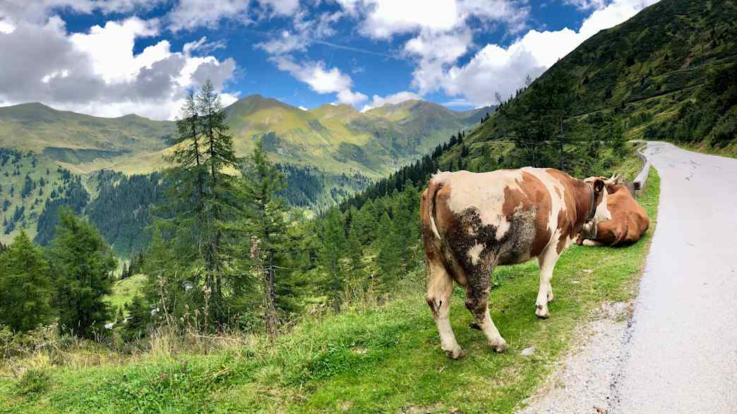 Kühe auf einer Weide am Soelkpass in Slowenien