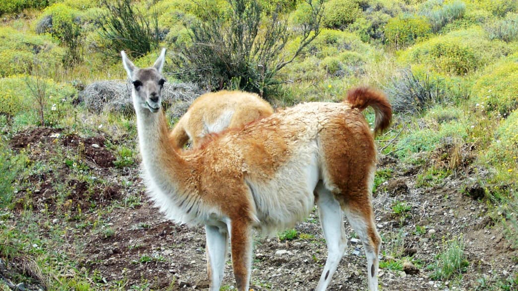 Guanako