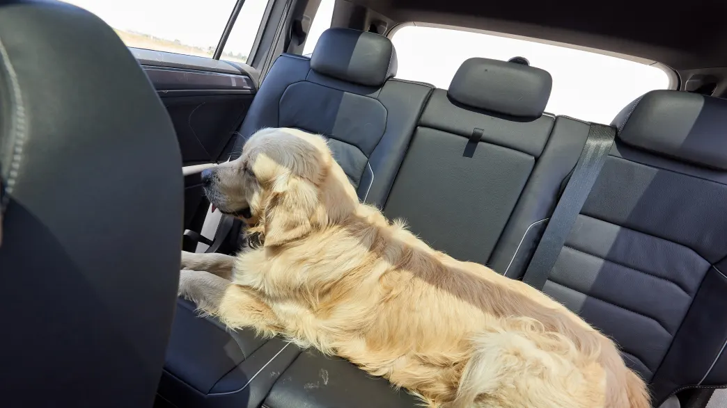 Auto Hund Barriere Netz Rücksitz Auto Schutz netz wieder