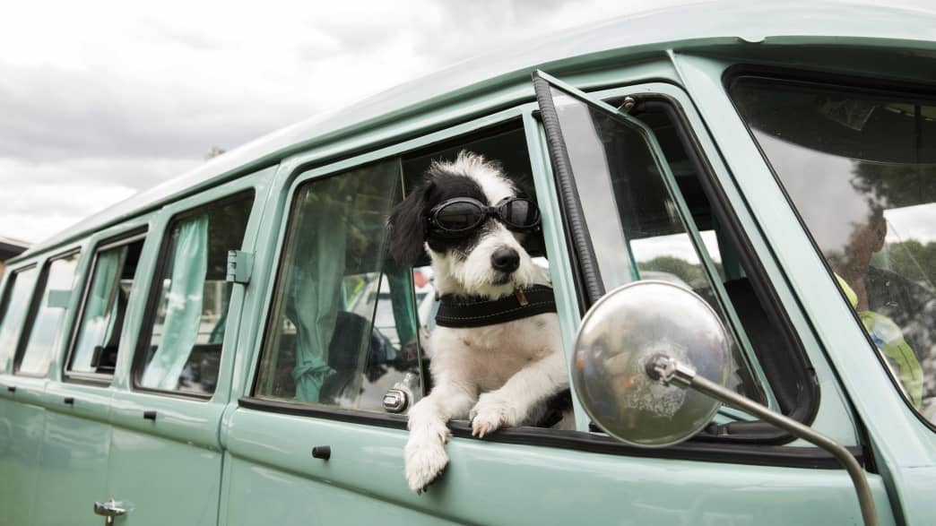 Hund hängt aus Fenster eines VW Bullis