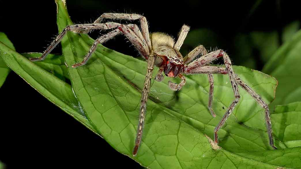 Eine brasilianische Wanderspinne sitzt auf einem Blatt