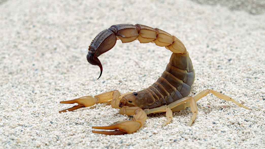 Ein Nordafrikanischer Dickschwanzskorpion