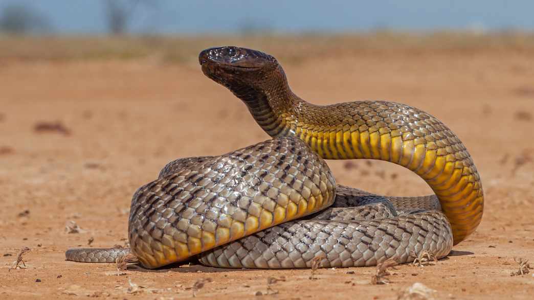 Ein Inlandtaipan hat sich auf einem sandigen Boden zusammen gerollt und schaut nach oben