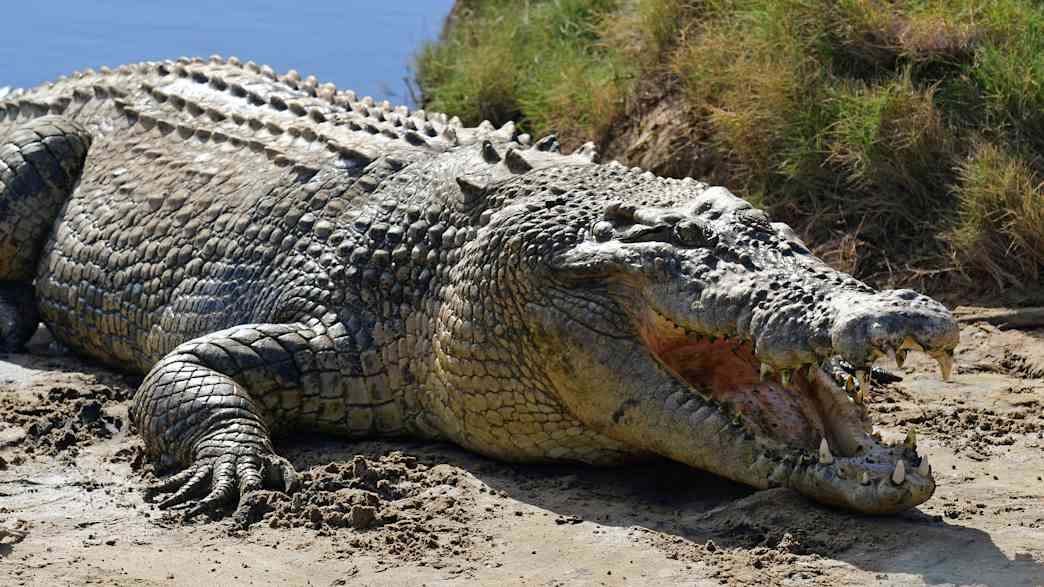 Ein Krokodil mit aufgerissenem Maul