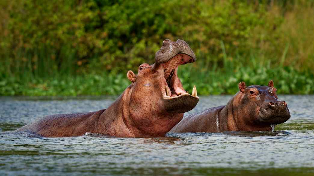Zwei Nilpferde in einem Fluss, eins davon reißt sein Maul auf