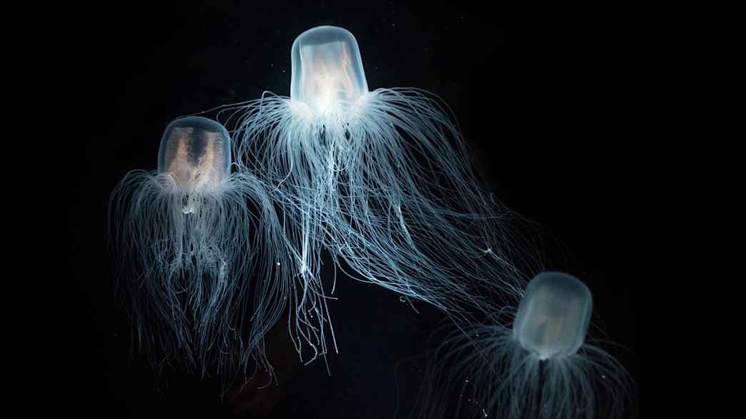 Drei Seewespen schwimmen im Meer