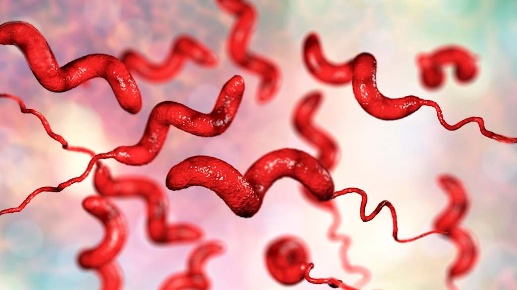 Campylobacterkeime unter dem Mikroskop