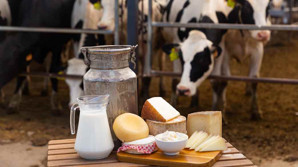 Kühe im Stall mit Lebensmitteln aus frischer Milch wie Käse und Quark