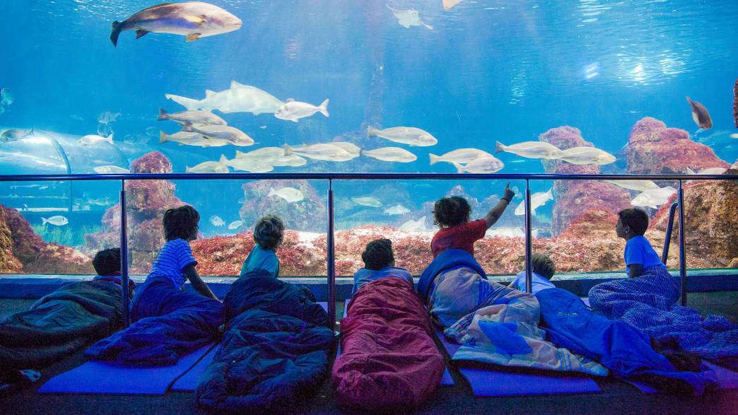 Kinder übernachten im Aquarium Barcelona