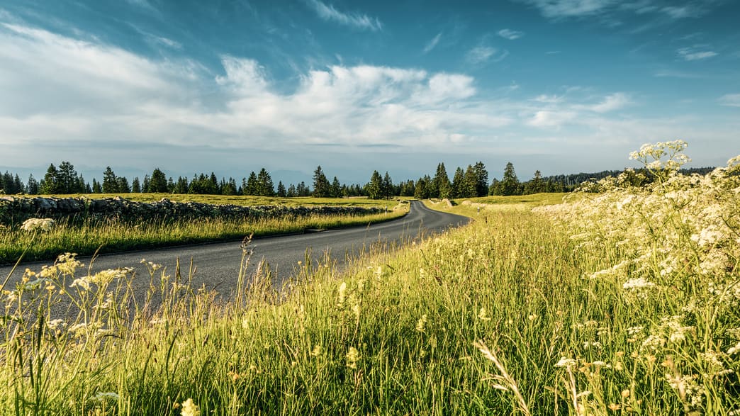 Ein Weg führt durch die Natur