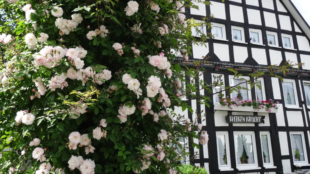 Schloimers weiße Rose in Assinghausen