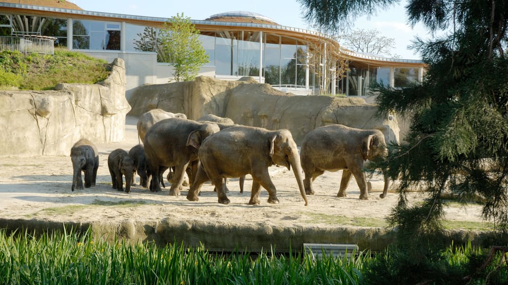 Elefanten in ihrem Gehege im Kölner Zoo im Hintergrund befindet sich ein gläsernes Gebäude.