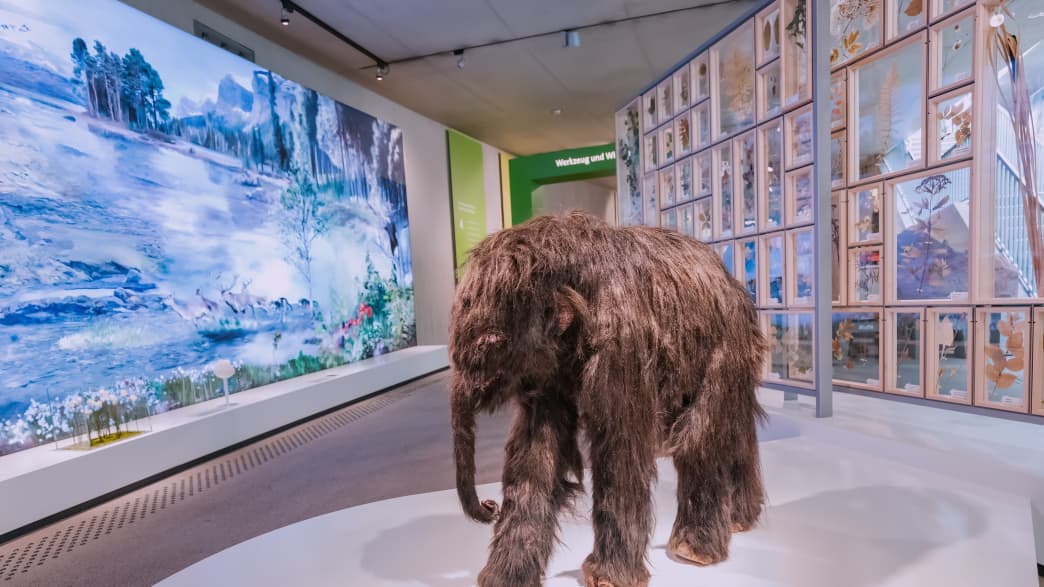 Wollmammottenbaby auf Ausstellung prähistorischer Fauna im Museum