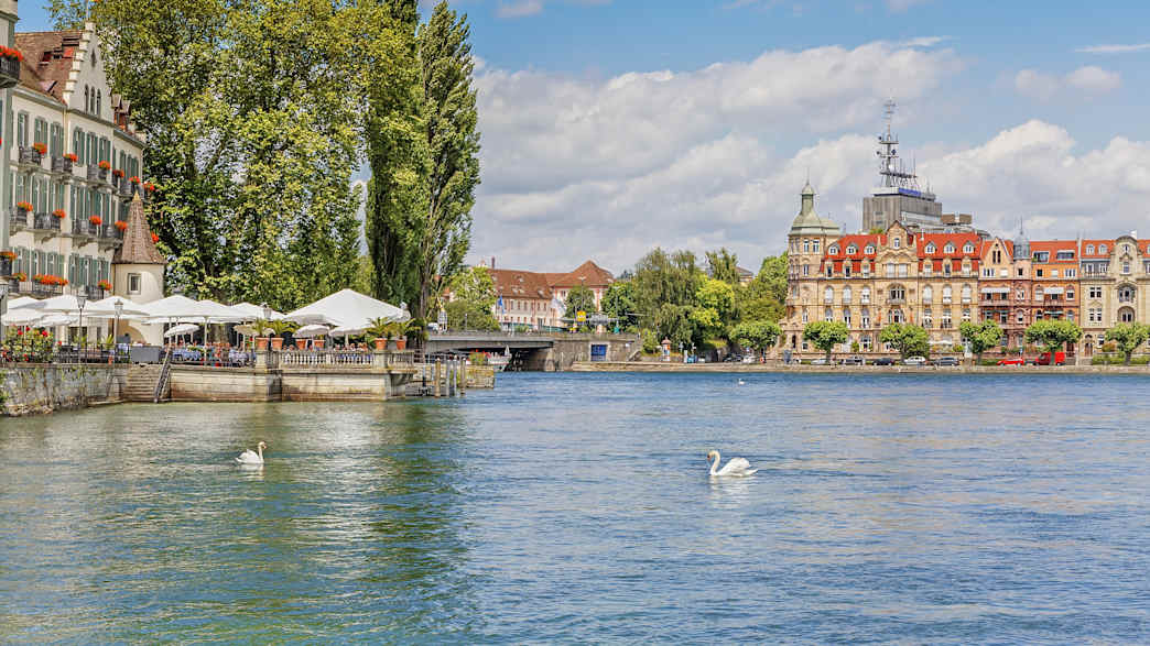 Bodensee mit Schwänen und der Stadt Konstanz im Hintergrund
