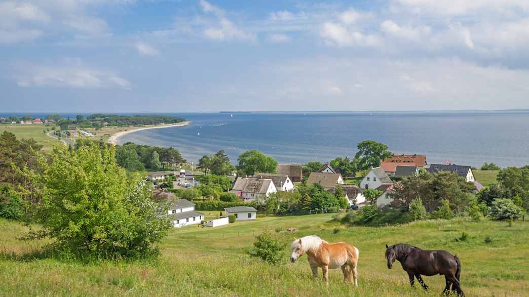zwei Pferde auf einer Wise auf Rügen an der Ostsee
