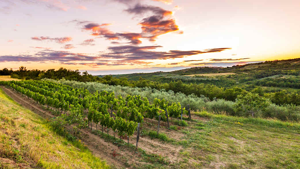 Weinbege in Istrien in Kroatien