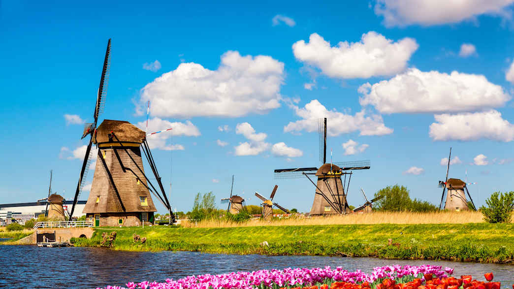 Blühende rote und pinke Tulpen in Holland vor einem Gewässer mit großen Windmühlen dahinter