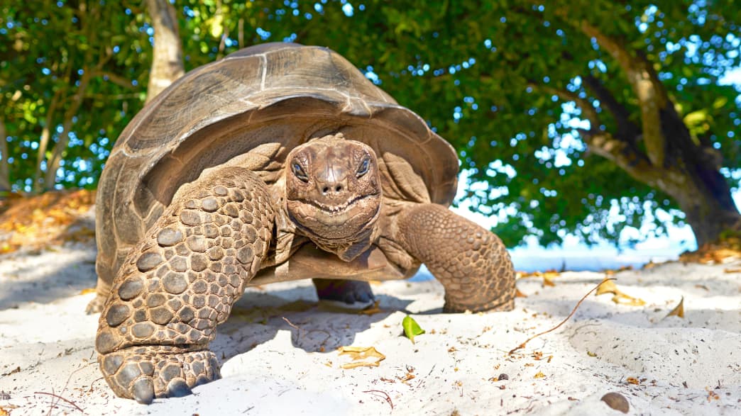 Eine Riesenschildkröte auf den Seychellen am Strand