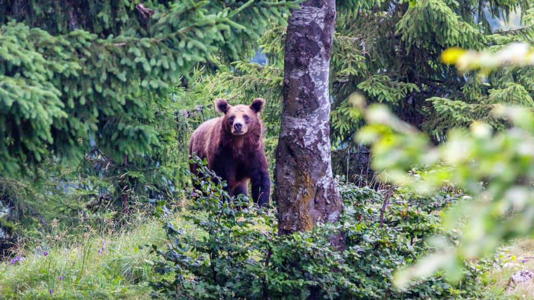 Braunbär in den Karpaten