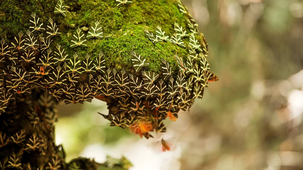 Unzählige Schmetterlinge im Petaloudes Tal auf Rhodos