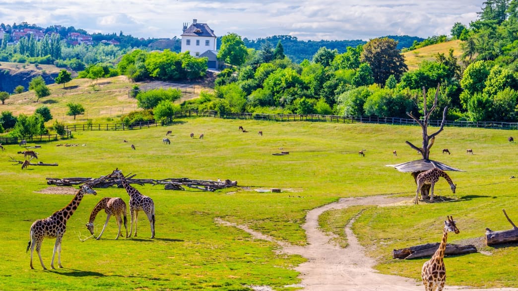 Giraffengehege im Prager Zoo