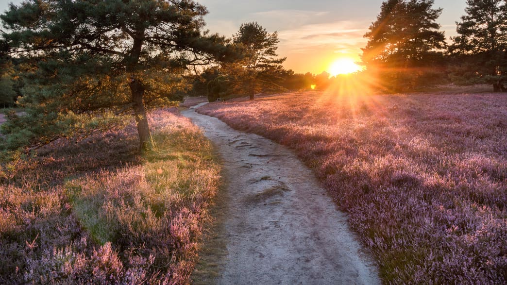 Lüneburger Heide im Abendrot