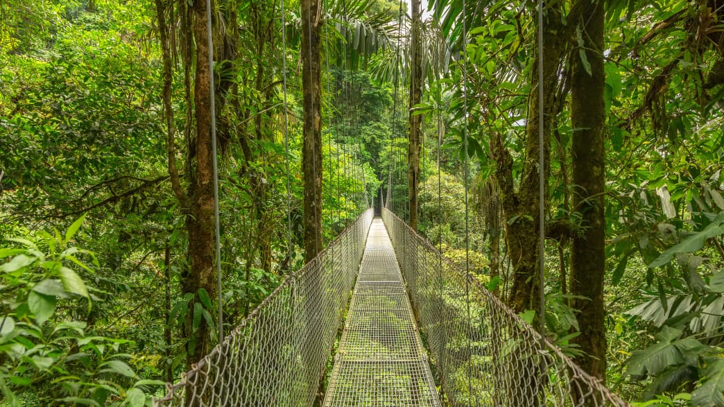Hängebrücke im Monteverde