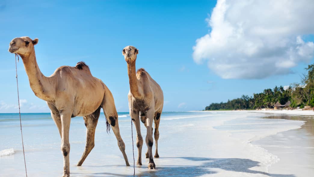 Kamele am Diani Beach in Kenia