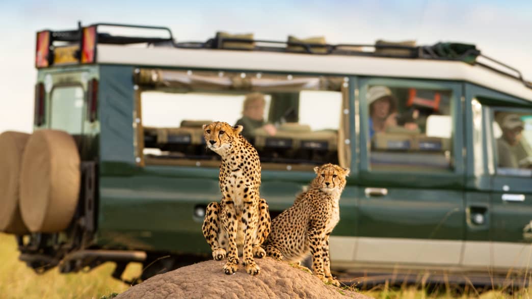 Cheeta im Masai Mara Wildreservat