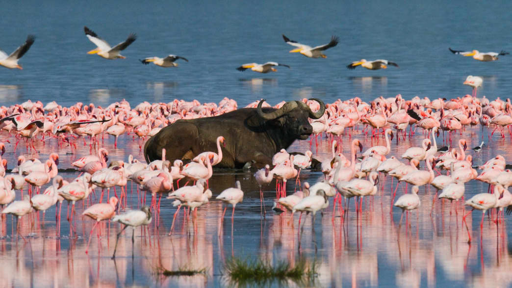 Ein Büffel und Flamingos im Lake Nakuru Nationalpark
