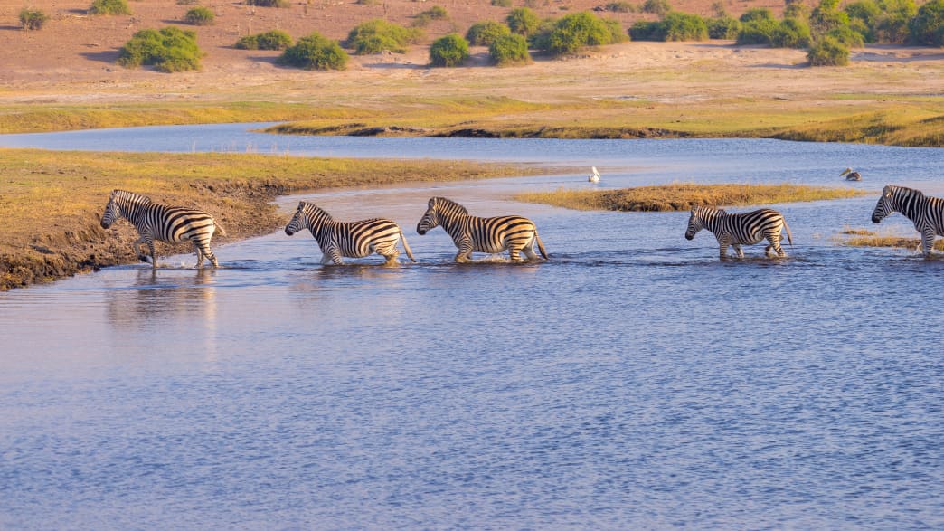 Zebras im Etosha Nationalpark in Namibia